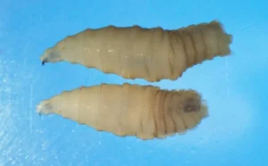 New World screwworm