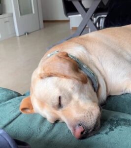 Dogs have dreams, calm down time 30 min.