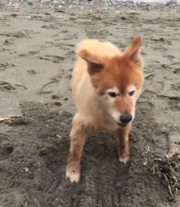 6 Simple steps to stop dogs from digging