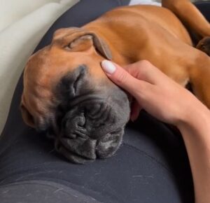 Dogs have dreams, calm down time 30 min.