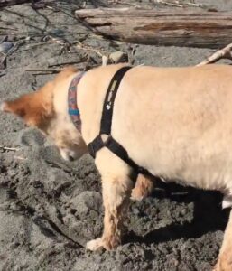 6 Simple steps to stop dogs from digging