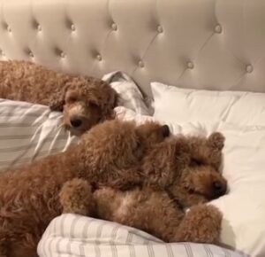 Dogs have dreams, calm down time 30 min.