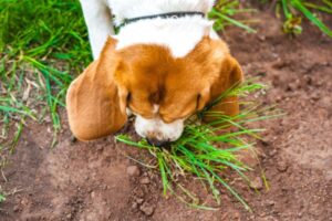 Viral worthy truth dogs eating grass