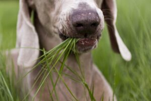 Viral worthy truth dogs eating grass