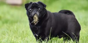 Viral worthy truth dogs eating grass