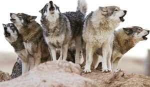 3-reasons pets and dog howl and their Hack