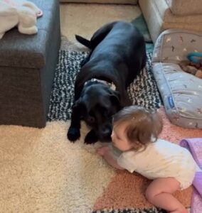 3 simple trusted steps to Introduce dogs