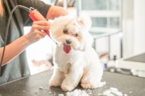 Proven pet hair harmful