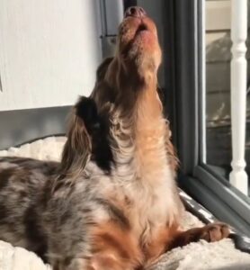 3-training hack to howling in pets