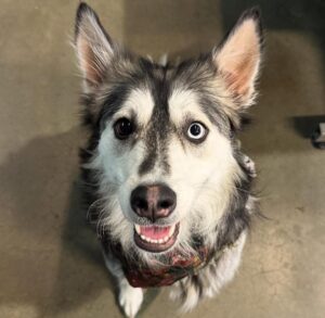 Proven pet hair harmful