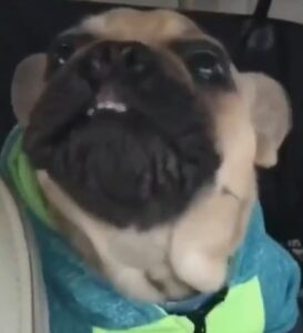 3-reasons pets and dog howl and their Hack