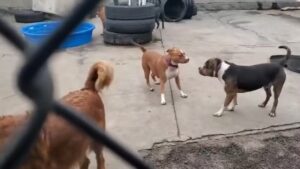 3 simple trusted steps to Introduce dogs