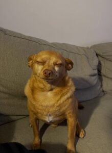 Proven pet hair harmful