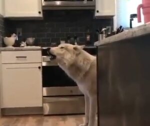 3-training hack to howling in pets