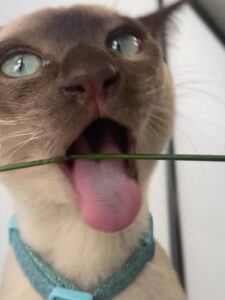 3-training hack to howling in pets