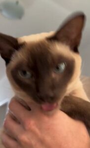 3-reasons pets and dog howl and their Hack