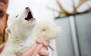 3-training hack to howling in pets