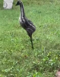 3-reasons pets and dog howl and their Hack