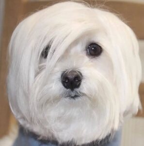 Proven pet hair harmful