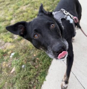 4 Authentic reason why are dogs noses wet