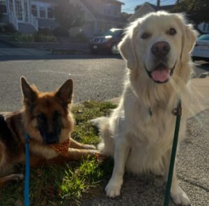 4 Authentic reason why are dogs noses wet