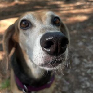 4 Authentic reason why are dogs noses wet