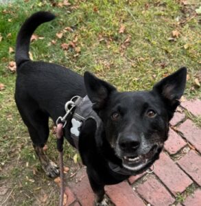 4 Authentic reason why are dogs noses wet