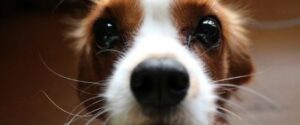 5 proven facts why dogs possess whiskers