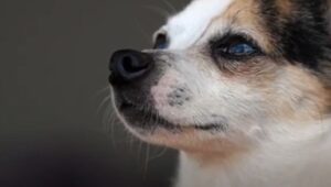 5 proven facts why dogs possess whiskers