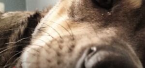 5 proven facts why dogs possess whiskers