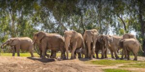 Stunningly Beautiful San Diego Zoo and Safari Park
