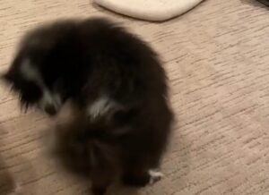 6 Authentic reason why dogs chase their tails