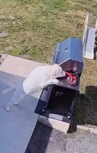 Read instantly 7-ways how to train pets