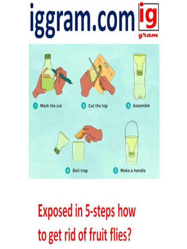 Exposed in 5-steps how to get rid of fruit flies?