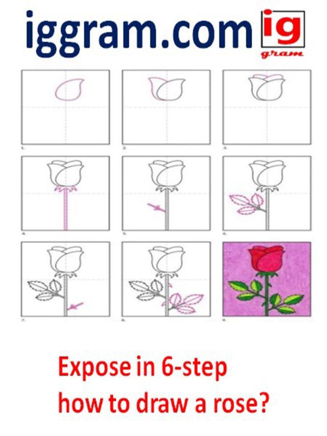 Exposed in 6-steps how to draw a rose?