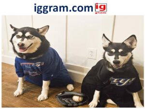 Best 4 Interactive Toys for Dogs and Cats to Reduce Anxiety & Boredom