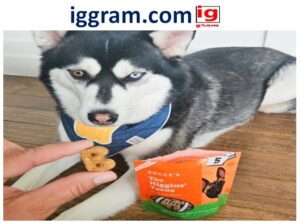 Best 4 Interactive Toys for Dogs and Cats to Reduce Anxiety & Boredom