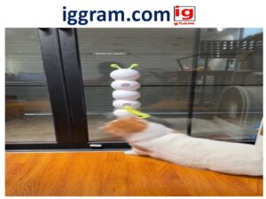 Best 4 Interactive Toys for Dogs and Cats to Reduce Anxiety & Boredom