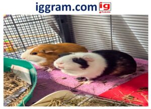Simple 5-steps are guinea pigs good pets?