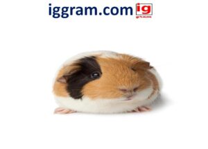 Simple 5-steps are guinea pigs good pets?