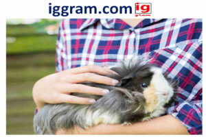 Simple 5-steps are guinea pigs good pets?