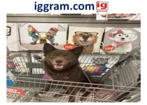 Simple 5-steps is hobby lobby pet friendly?