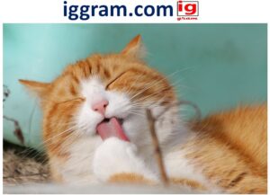 5 Authentic reason Why do cats purr?