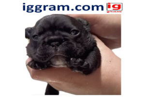 Simple 5-steps Care for a Pibbles (pit bull)