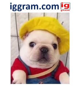 Simple 5-steps Care for a Pibbles (pit bull)