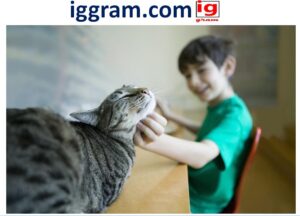 5 Authentic reason Why do cats purr?