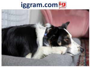 Proven Smart Collars Are Changing Pet Health Monitoring in 2025 (GPS, Stress, Sleep)