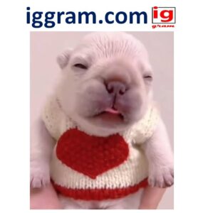 Simple 5-steps Care for a Pibbles (pit bull)