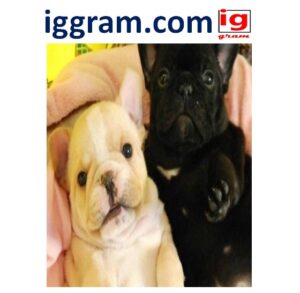 Simple 5-steps Care for a Pibbles (pit bull)