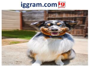 Proven Smart Collars Are Changing Pet Health Monitoring in 2025 (GPS, Stress, Sleep)